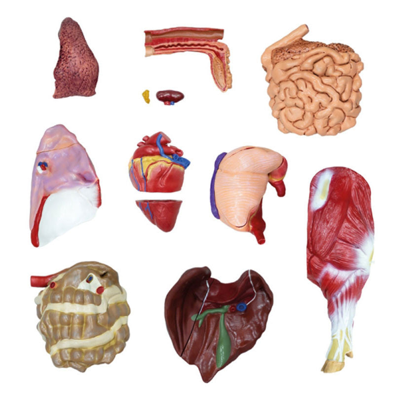 Pig Model (20 parts, 1/2 life size)