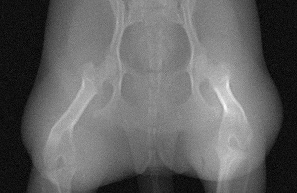 Dog Phantom Models for CT and X-Ray