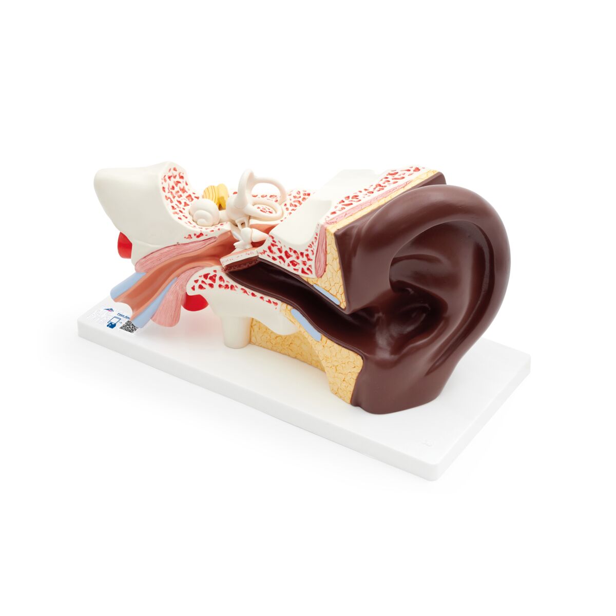 Ear Anatomy Model (3 times life size, 4 part)