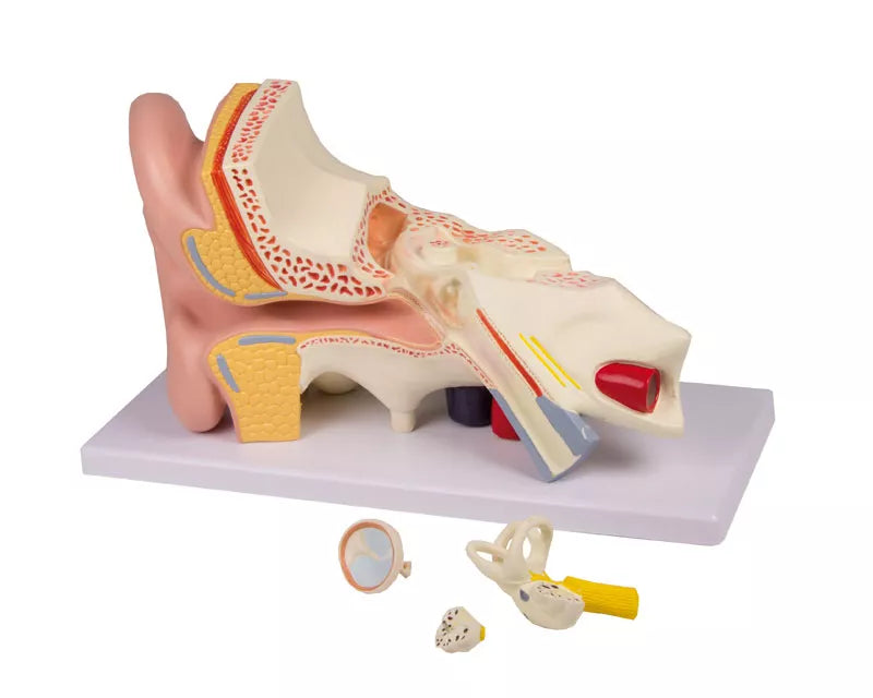 Ear Model (3 times life-size, 4 parts, with Augmented Anatomy App)
