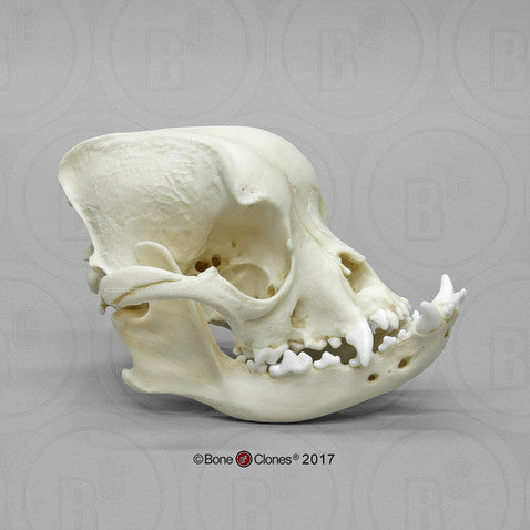 Bone Clones Canine Skulls