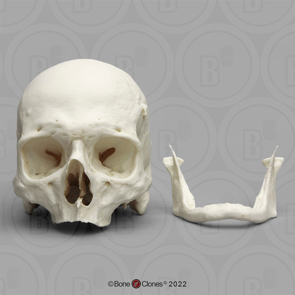 Bone Clones Anthropological Skulls