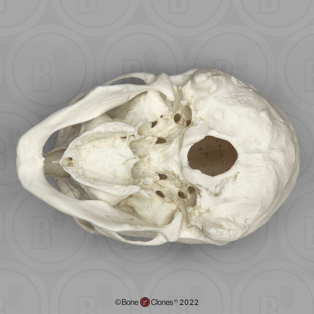 Bone Clones Anthropological Skulls