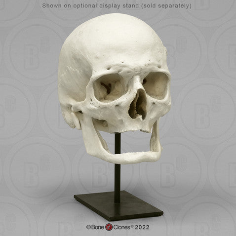 Bone Clones Anthropological Skulls