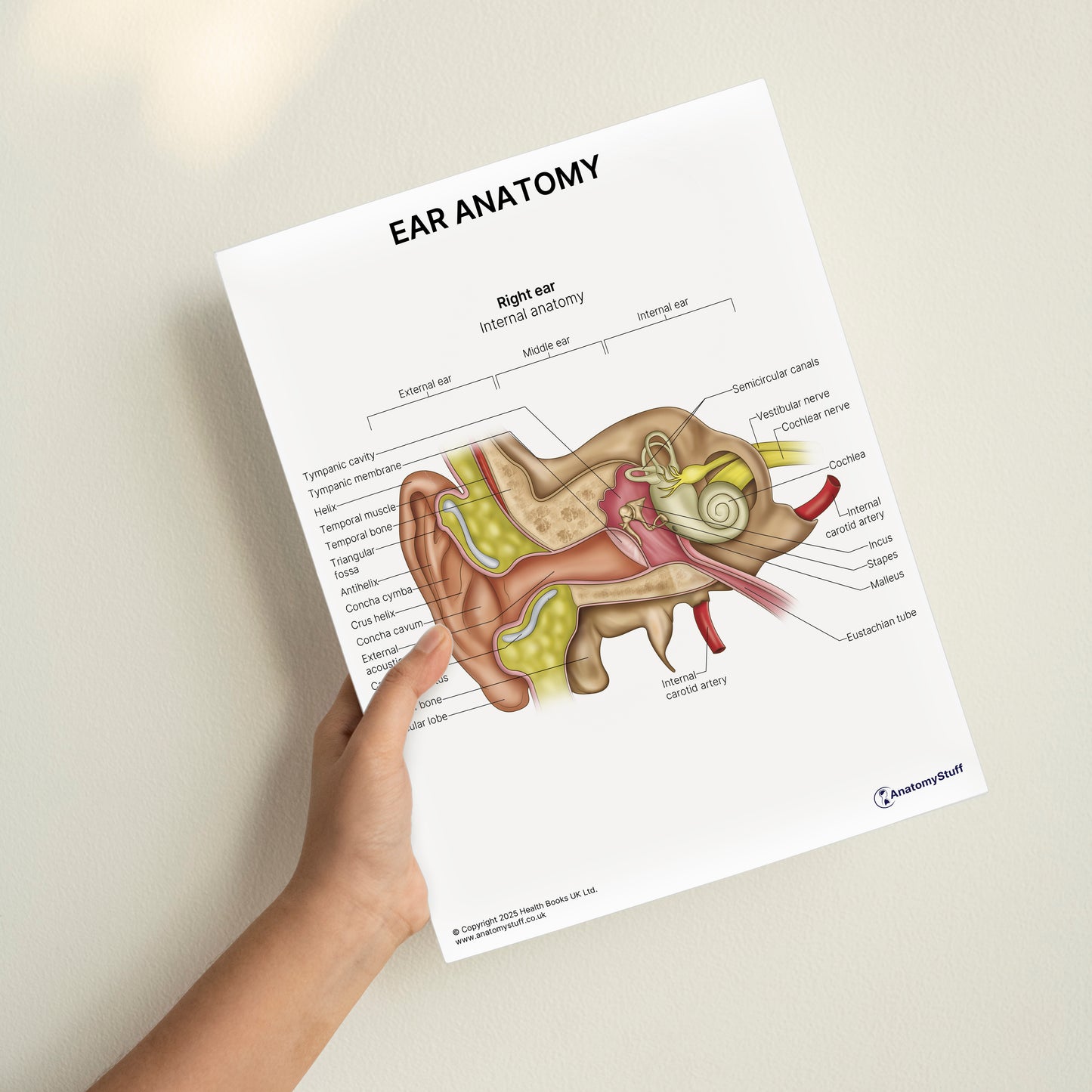 Ear Anatomy Print (Small 20 x 25 cm)