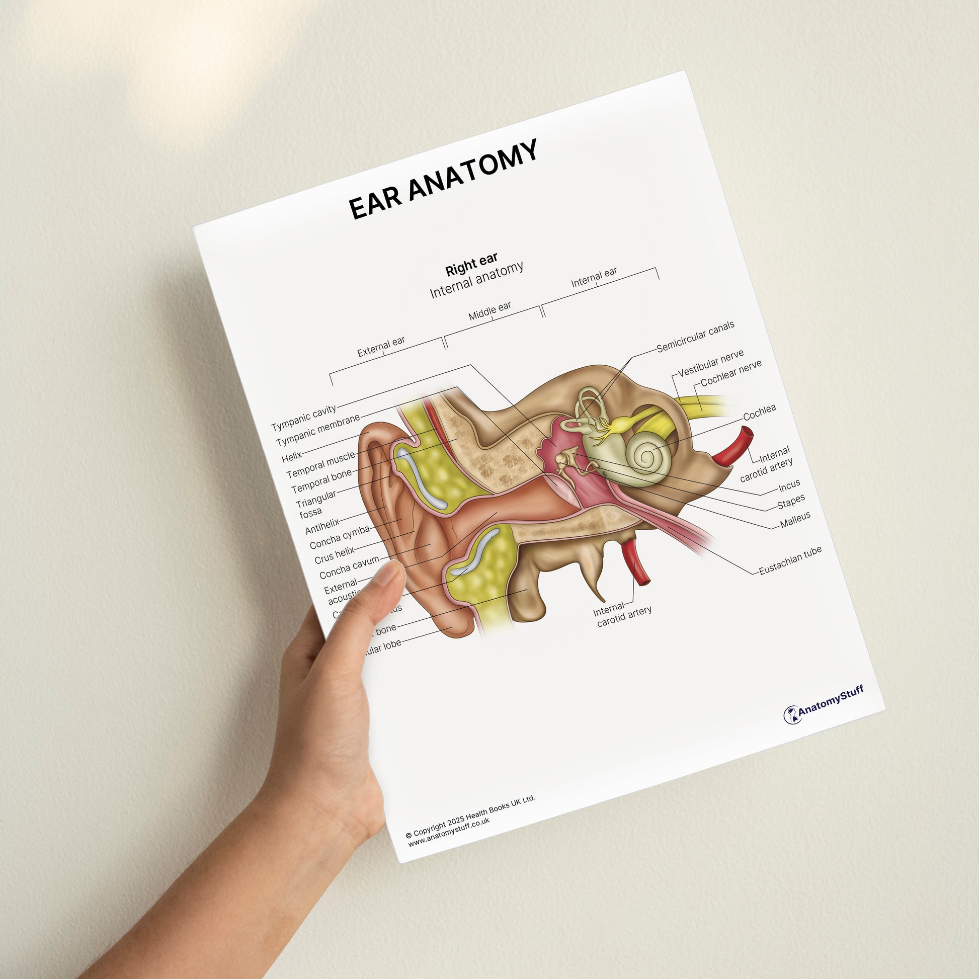Ear Anatomy Print (Small 20 x 25 cm)