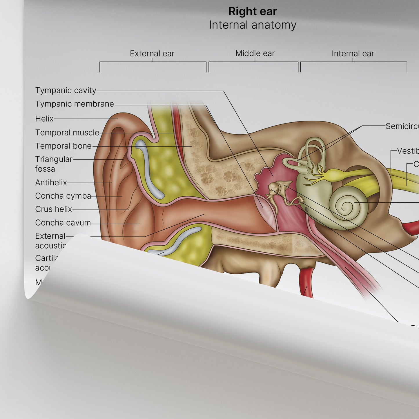 Ear Anatomy Print (Small 20 x 25 cm)