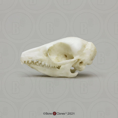 Bone Clones Small Mammal Skulls