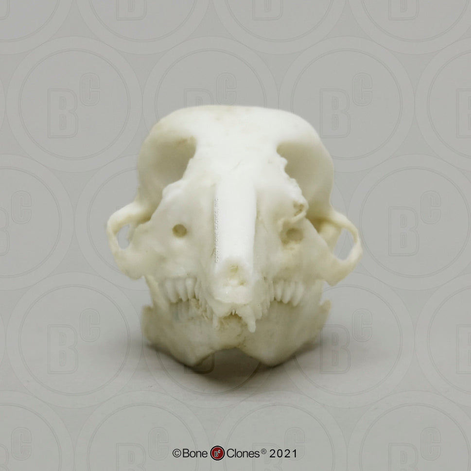 Bone Clones Small Mammal Skulls