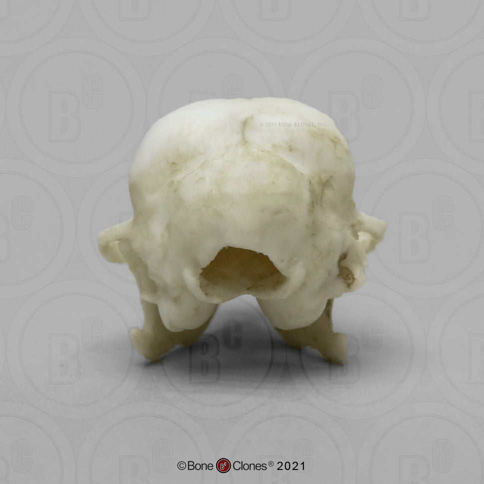 Bone Clones Small Mammal Skulls