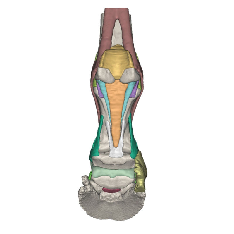 Equine Hoof 3D Printed Model - Model 2