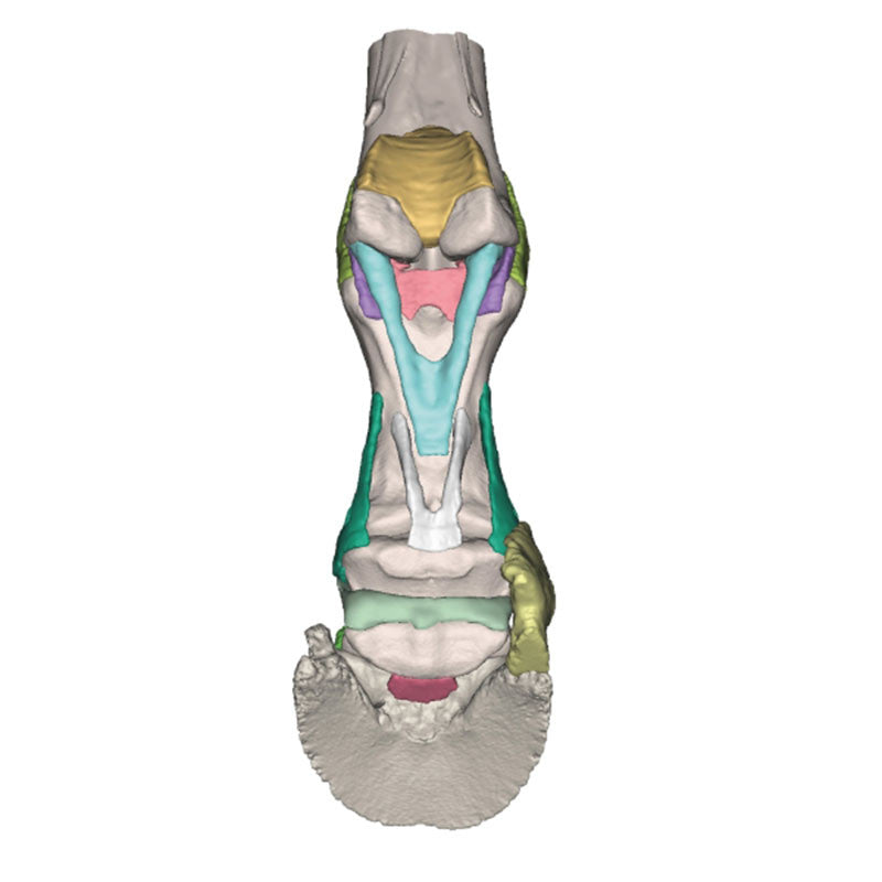 Equine Hoof 3D Printed Model - Model 4