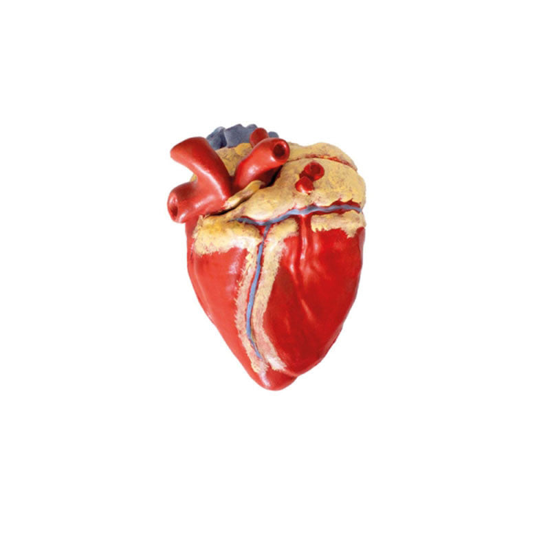 Erler Zimmer Horse Model Heart Insert