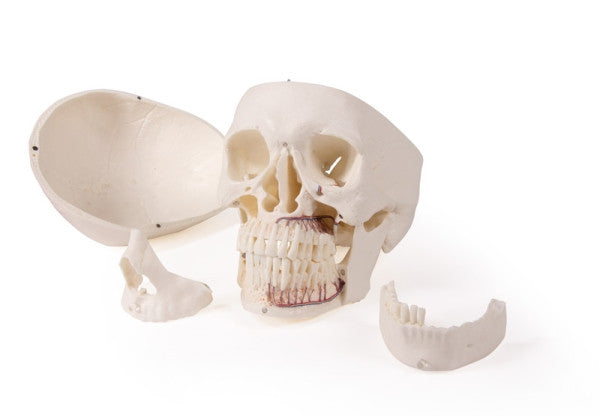 Skull Model for Dentistry and Oral Surgery Training (5 Parts)