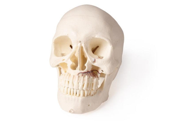 Skull Model for Dentistry and Oral Surgery Training (5 Parts)