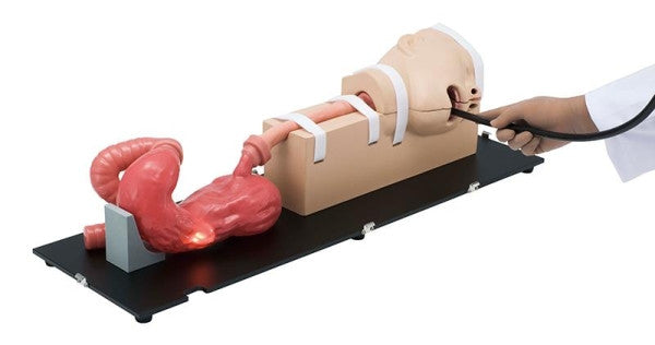 EsophagoGastroDuodenoscopy (EGD) Simulator