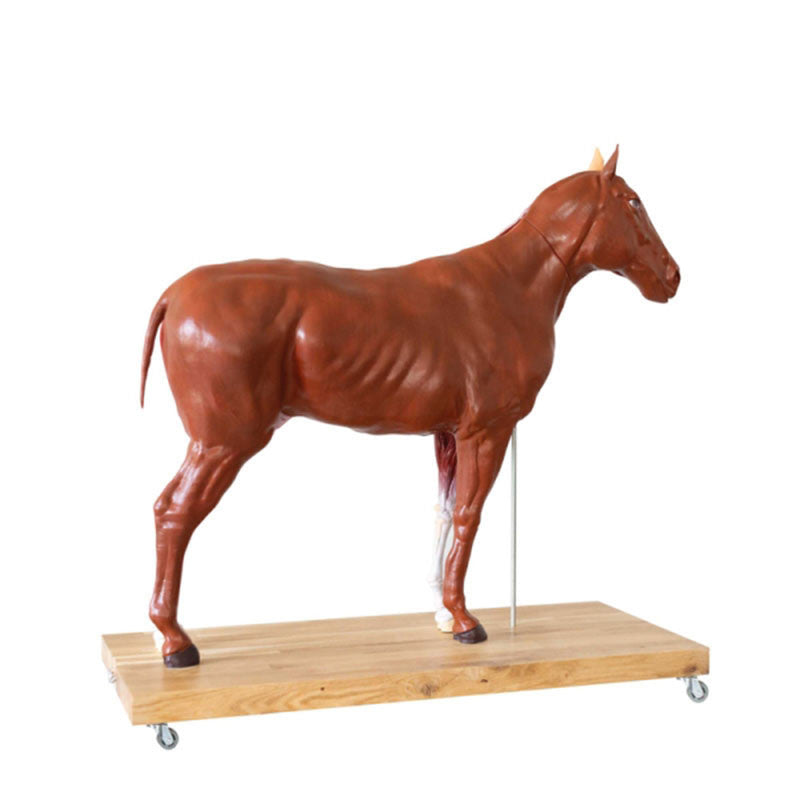 Horse Model (Mare, 16 parts, 1/3 life size)