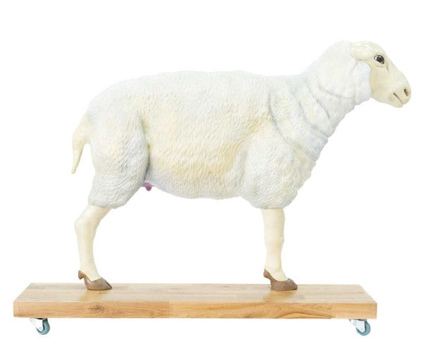 Sheep Model (12 parts, 2/3 life size)