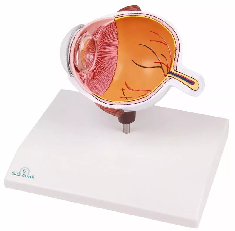 Eye Half Model (With Augmented Anatomy App)