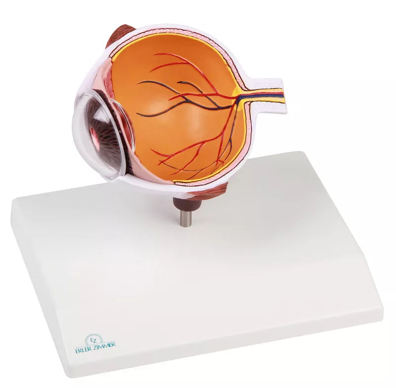 Eye Half Model (With Augmented Anatomy App)