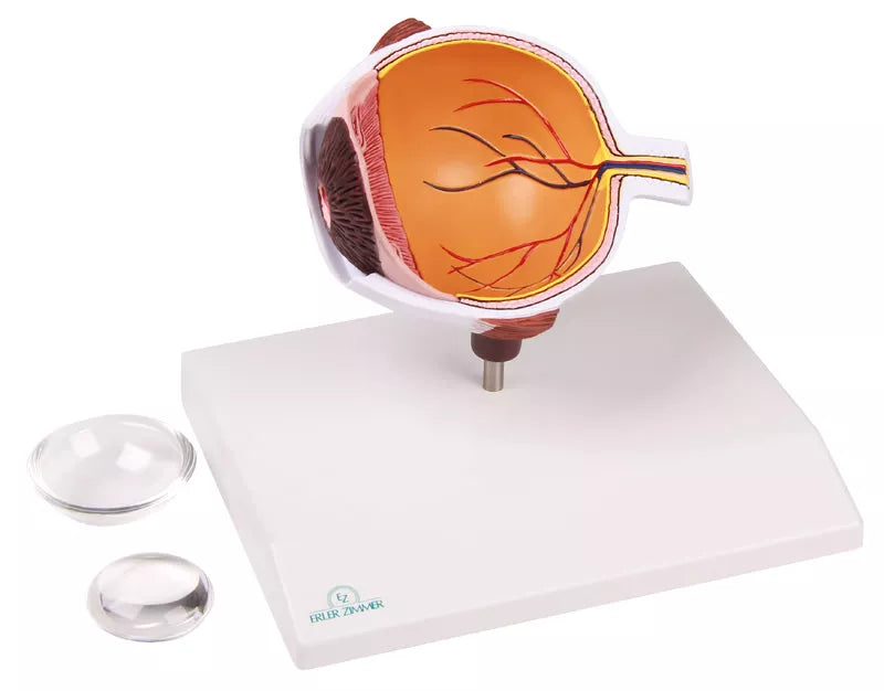 Eye Half Model (With Augmented Anatomy App)