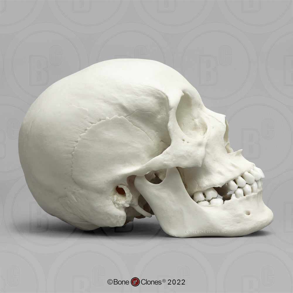 Bone Clones Anthropological Skulls