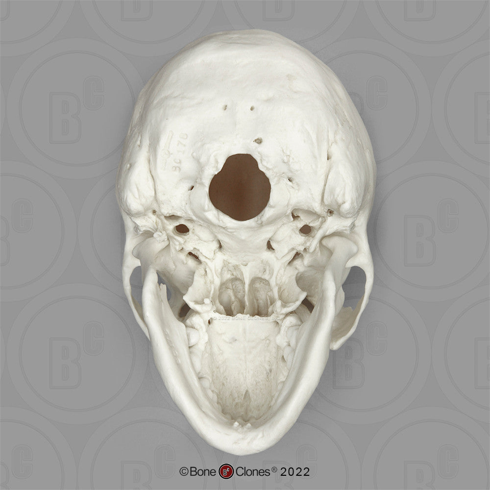 Bone Clones Anthropological Skulls