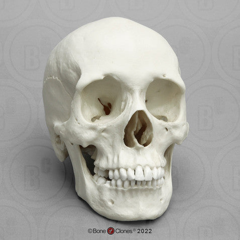 Bone Clones Anthropological Skulls