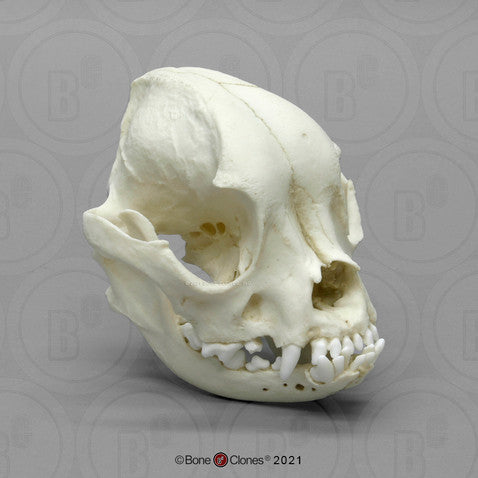 Bone Clones Canine Skulls