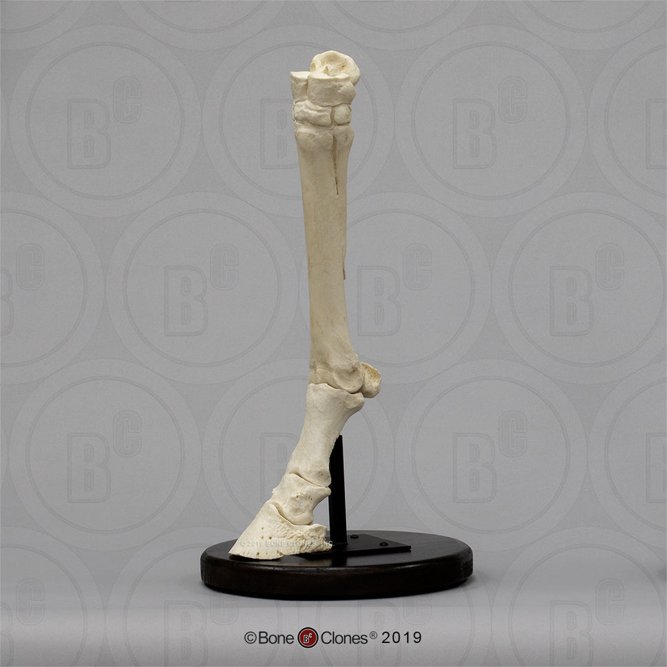 Bone Clones Equine Foot