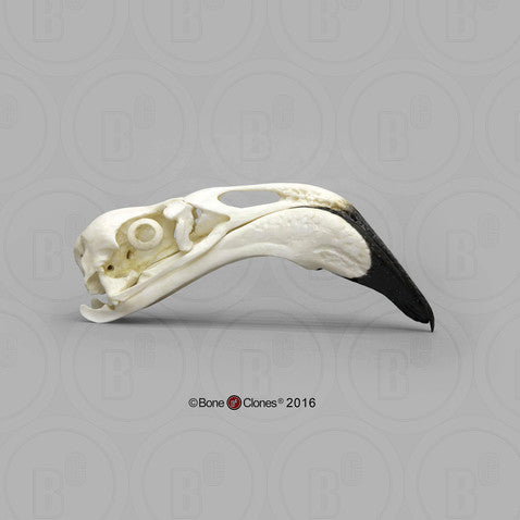 Flamingo Skull Model
