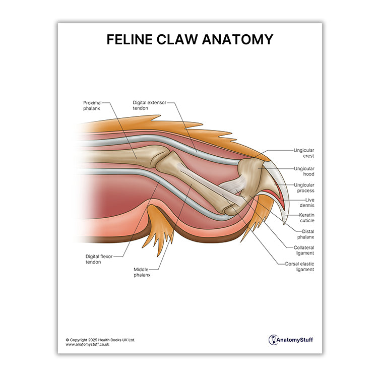 Feline Claw Anatomy Print (Small 20 x 25 cm)