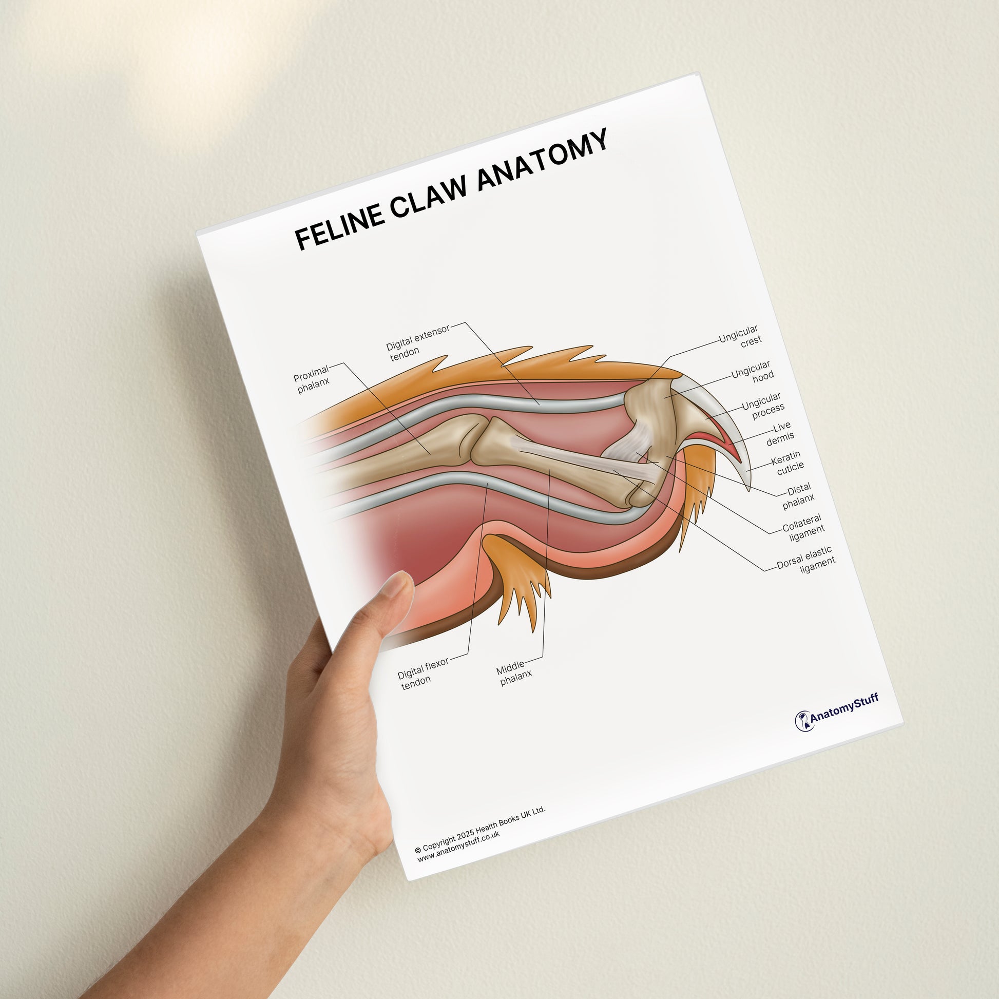 Feline Claw Anatomy Print (Small 20 x 25 cm)