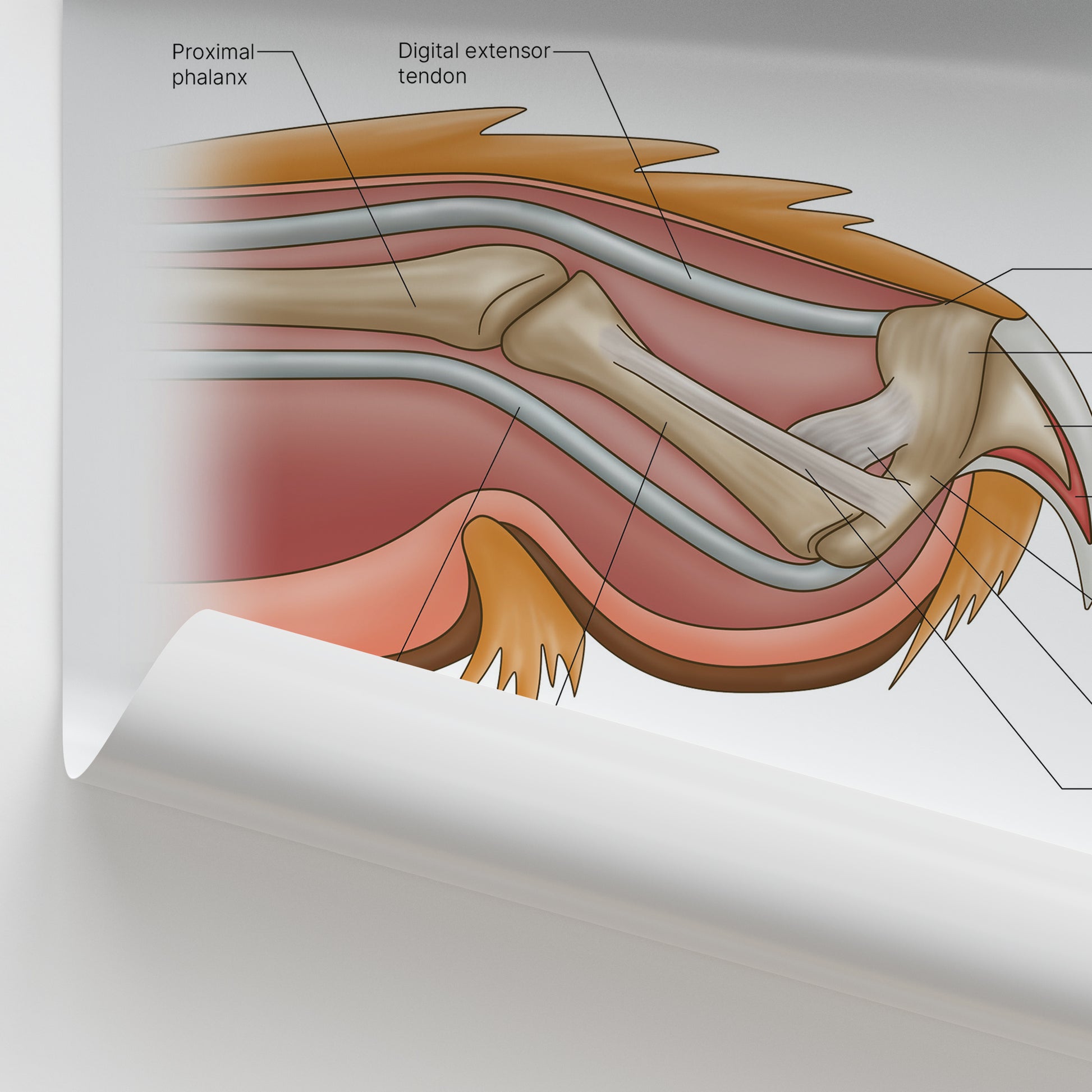 Feline Claw Anatomy Print (Small 20 x 25 cm)
