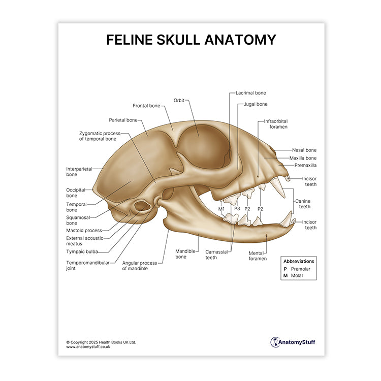 Feline Skull Anatomy Print (Small 20 x 25 cm)