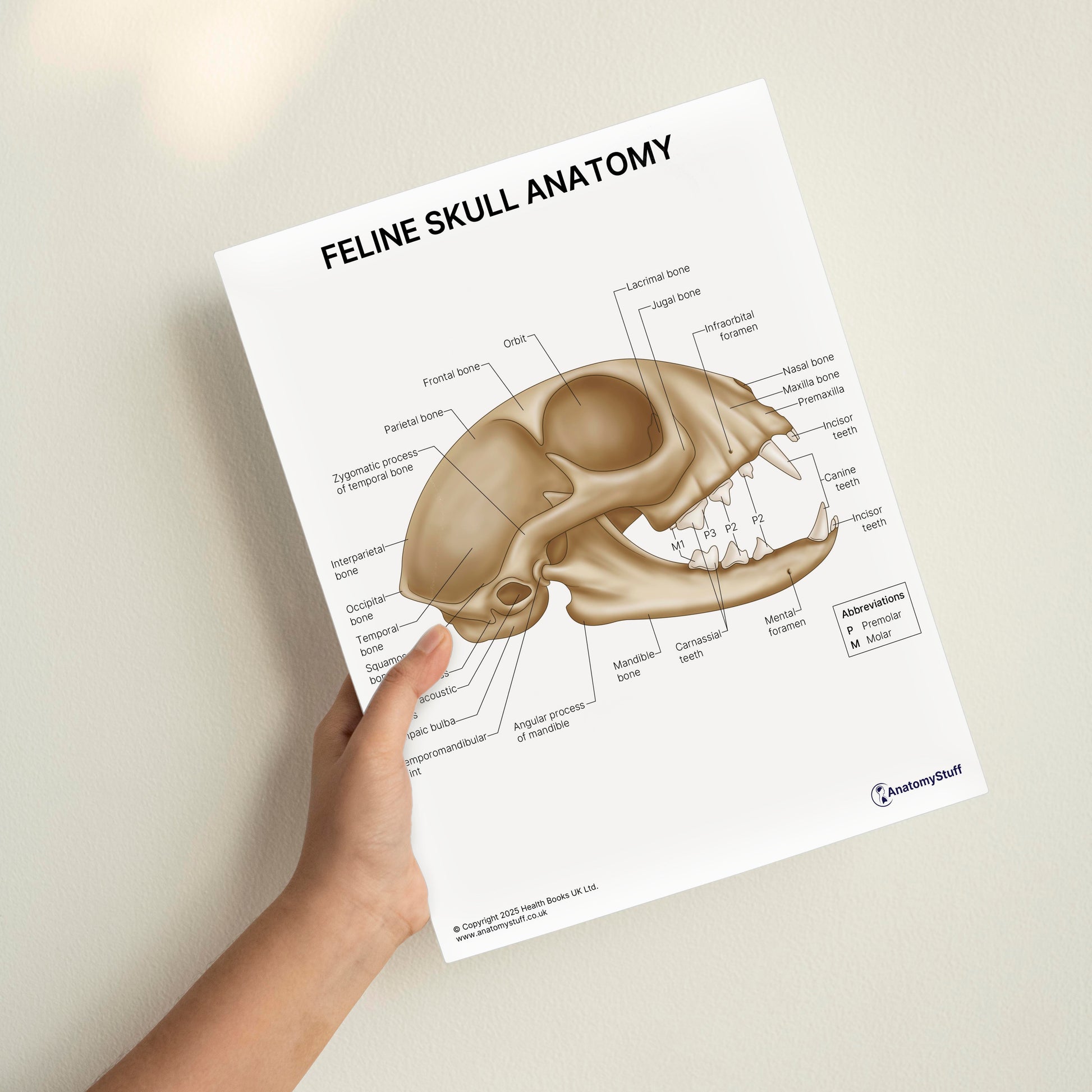 Feline Skull Anatomy Print (Small 20 x 25 cm)