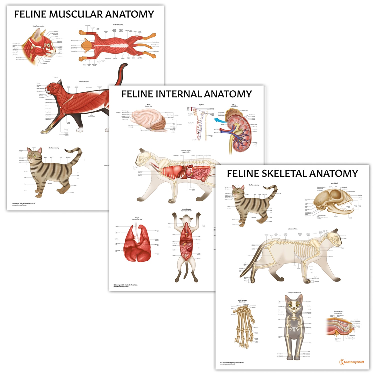 Feline Anatomy 3 Poster Collection