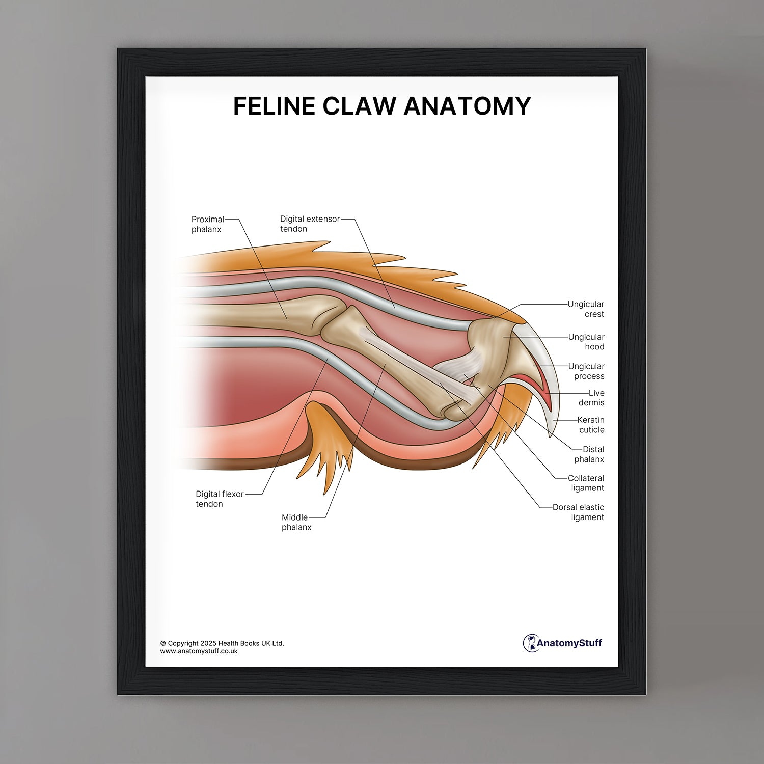Feline Claw Anatomy Print (Small 20 x 25 cm)