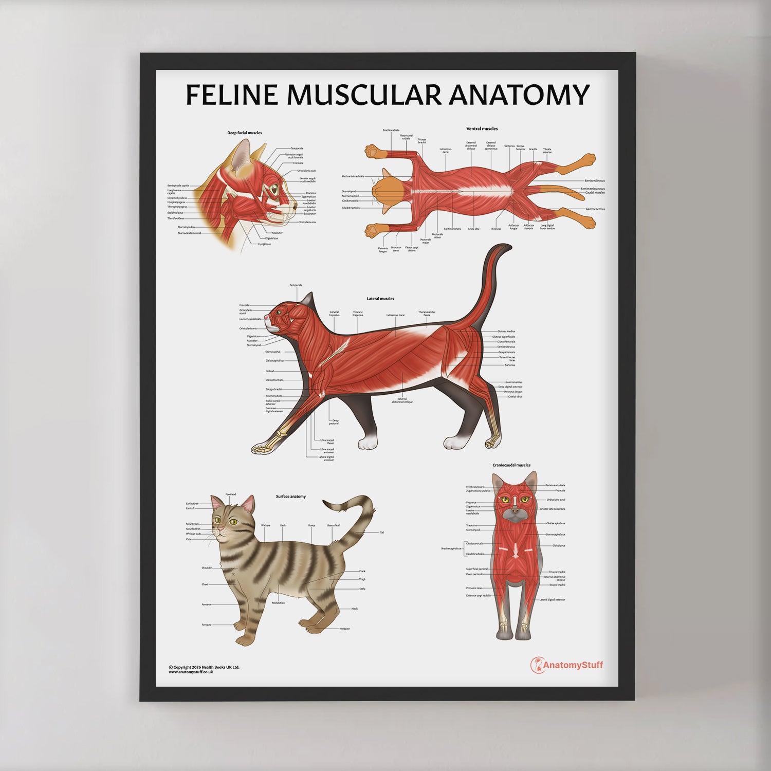 Feline Muscular Anatomy Chart / Poster