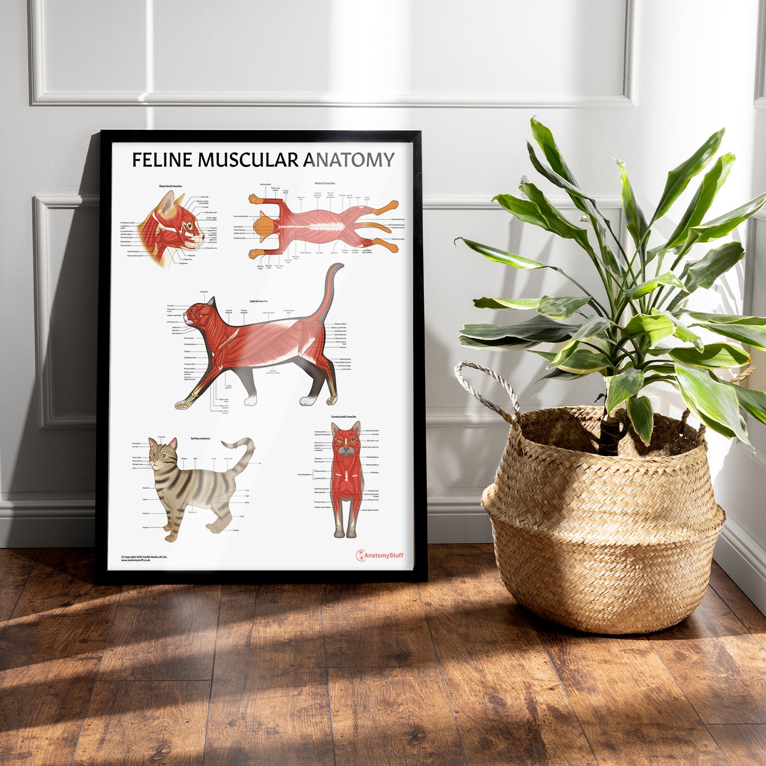 Feline Muscular Anatomy Chart / Poster
