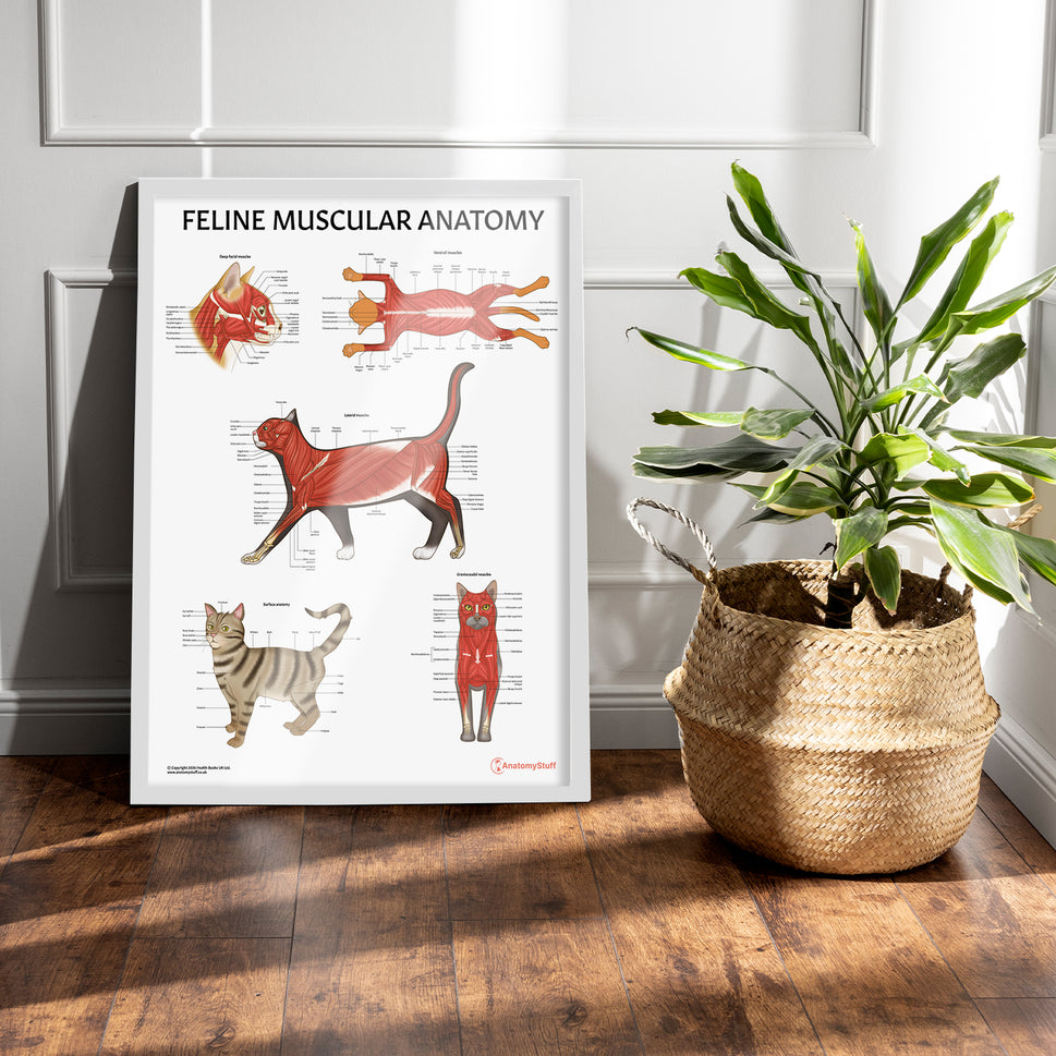 Feline Muscular Anatomy Chart / Poster