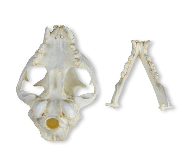 Feline Skull