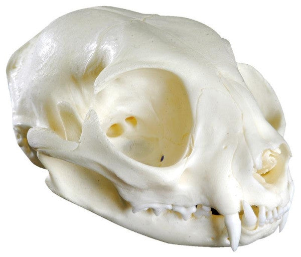 Feline Skull