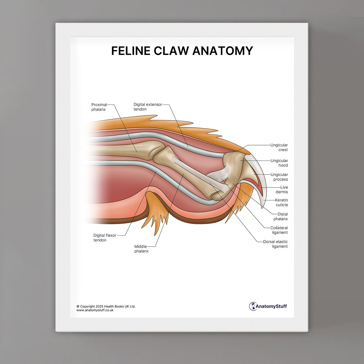 Feline Claw Anatomy Print (Small 20 x 25 cm)