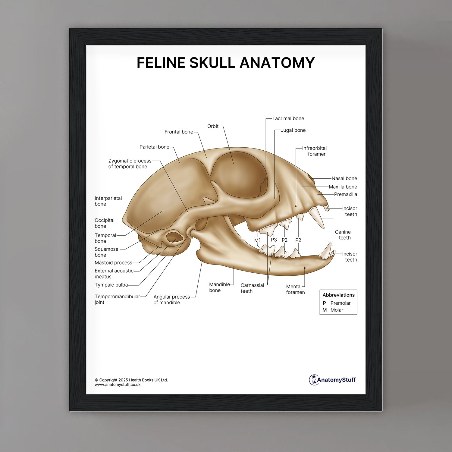 Feline Skull Anatomy Print (Small 20 x 25 cm)
