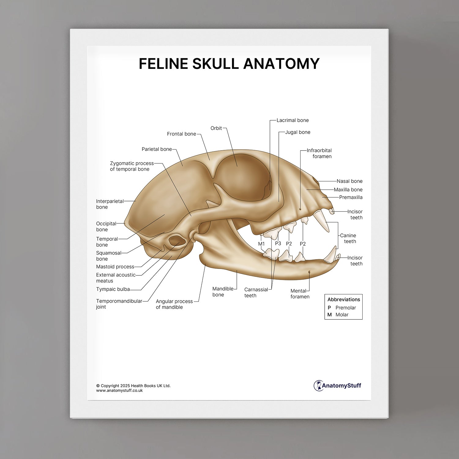 Feline Skull Anatomy Print (Small 20 x 25 cm)