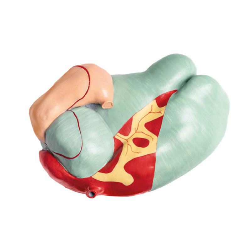 Bovine Model (15 parts, 1/3 life size)