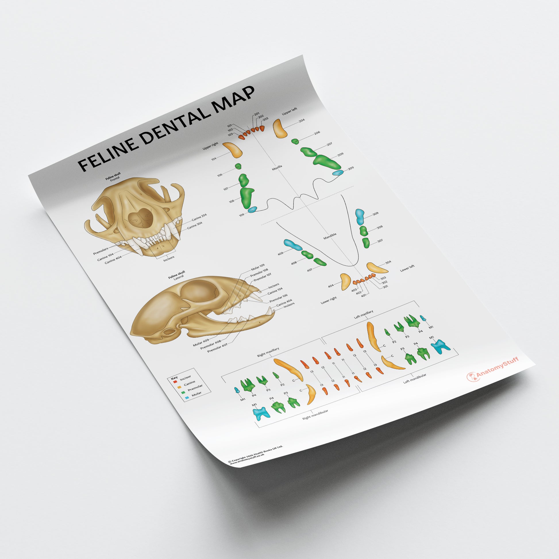 Feline Dental Map Chart / Poster