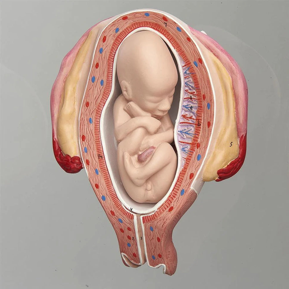 Intra-Uterine Development Trainer