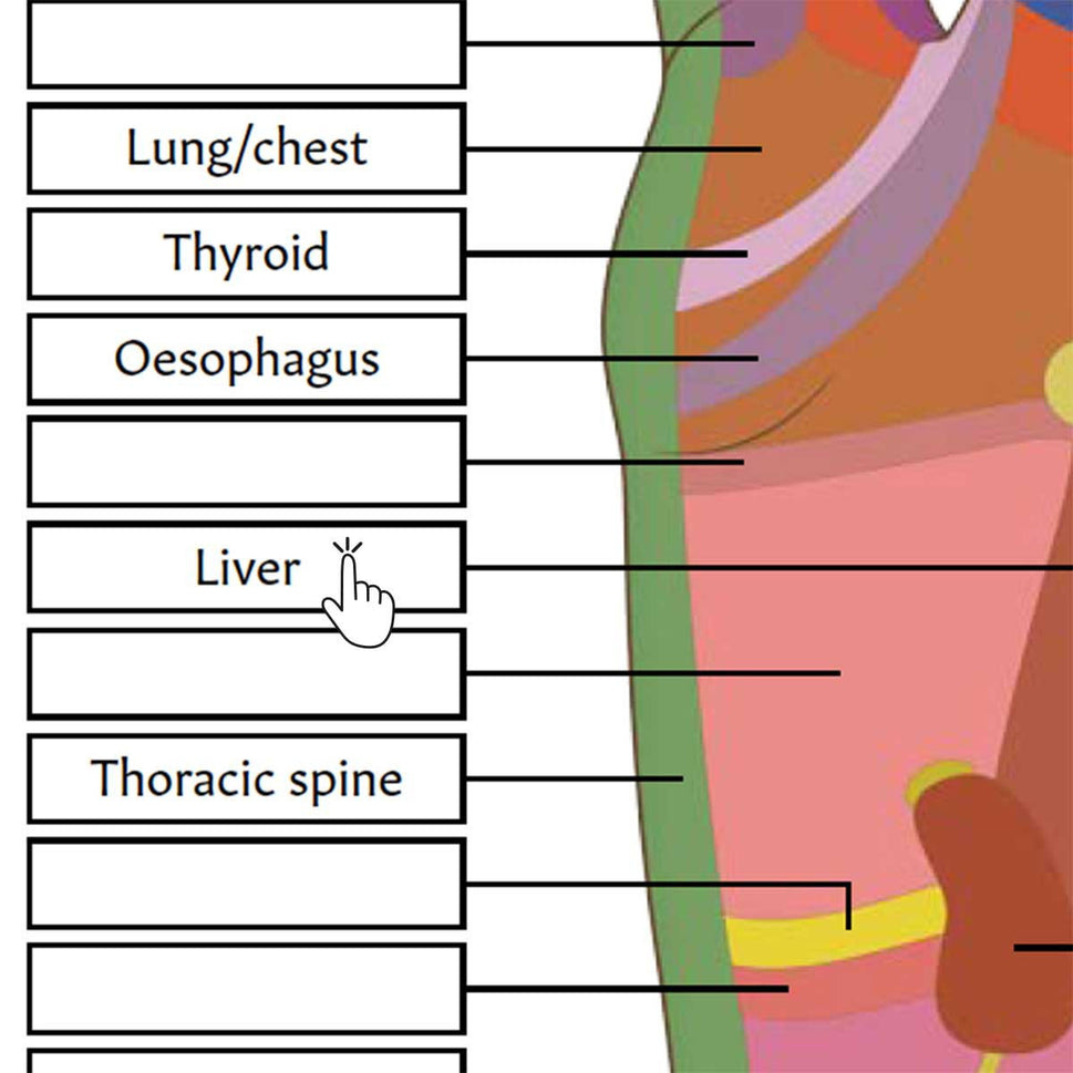 Foot Reflexology Poster / Worksheet (Interactive & Printable PDF)
